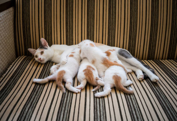 Mother cat feeding baby kittens on sofa