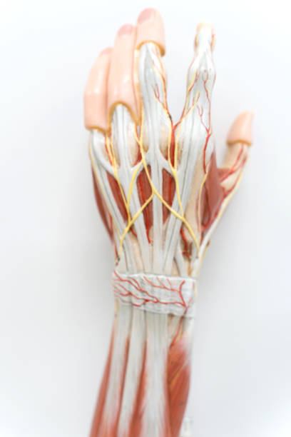 muskeln der palme der hand für anatomie ausbildung. physiologie des menschen. - opponens pollicis stock-fotos und bilder