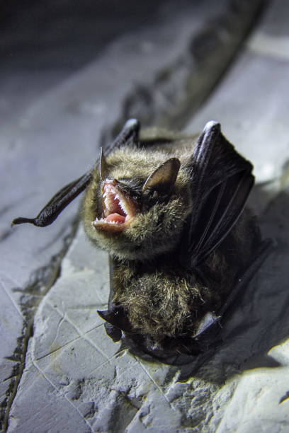 angry pair of bats disturbed during hibernation - wild abandon imagens e fotografias de stock