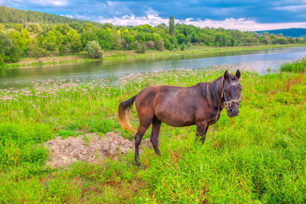 istock idyllic nature and horse 1081714310