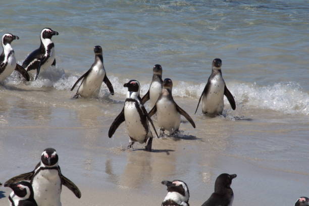istock African penguins leaving the water 1081715190