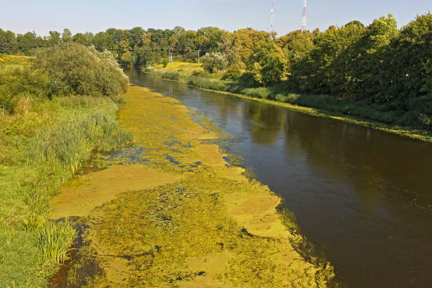 widok na rzekę lyna (inna nazwa lava) w pravdinsk (przed friedland), rosja. rzeka w północnej polsce, a także w obwodzie kaliningradzkim rosji. lyna jest dopływem rzeki pregolya - pravdinsk zdjęcia i obrazy z banku zdjęć