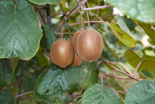 actinidia deliciosa - actinidia - fotografias e filmes do acervo