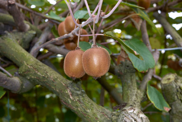 actinidia deliciosa - actinidia - fotografias e filmes do acervo