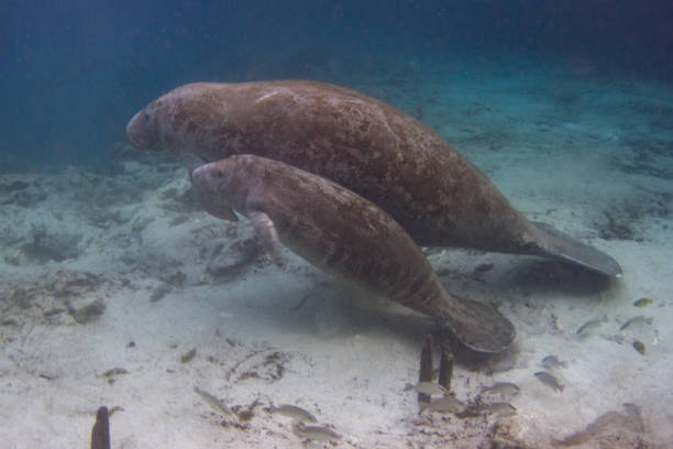istock Mother and Calf Manatees 1081722736
