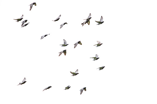 bandada de velocidad racing pigeon volando fondo blanco aislado photo