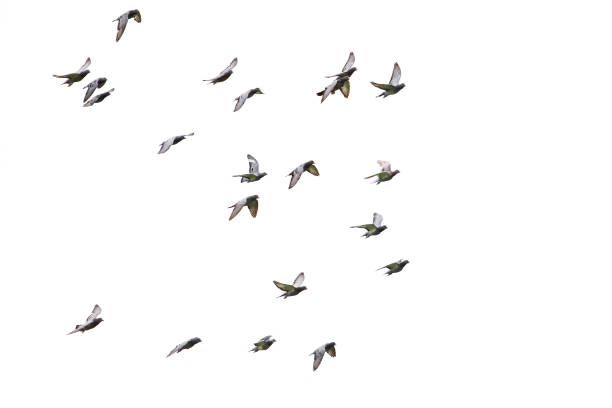 stormo di piccione corse di velocità volare sfondo bianco isolato - colombaccio foto e immagini stock