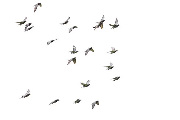 Photo of flock of speed racing pigeon flying isolated white background