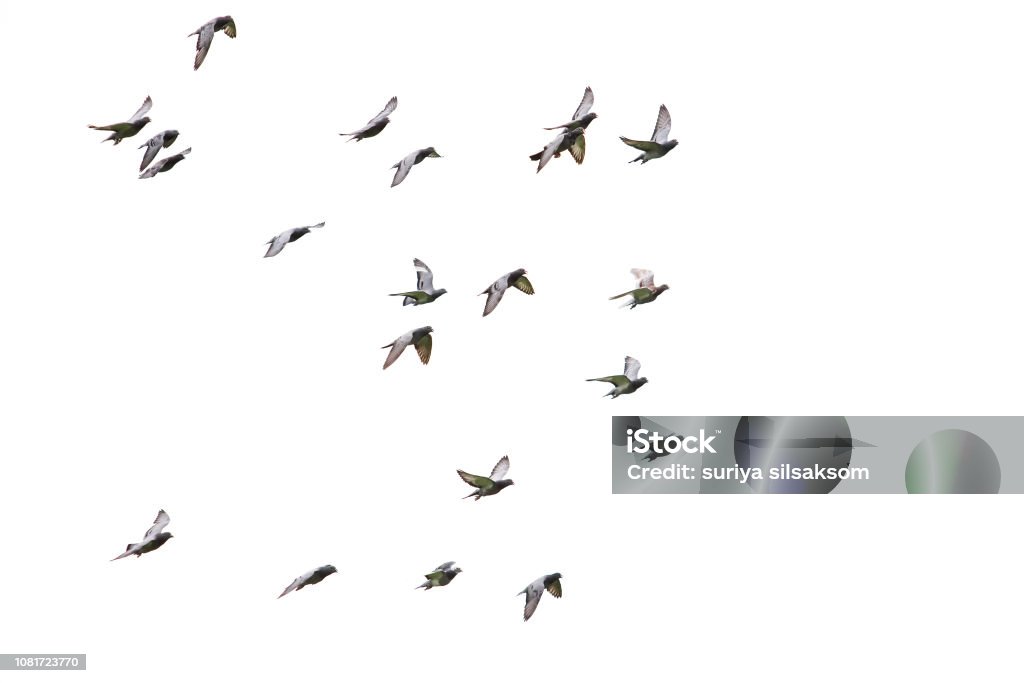 stado gołębi wyścigowych latających na odizolowanym białym tle - Zbiór zdjęć royalty-free (Ptak)
