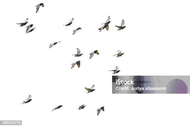 Stado Gołębi Wyścigowych Latających Na Odizolowanym Białym Tle - zdjęcia stockowe i więcej obrazów Ptak