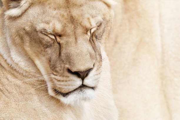 Lion resting in savanna with eyes closed, surrounded by lush green grass. The animal is lying peacefully in its natural habitat, enjoying the warmth and tranquility of the open landscape.