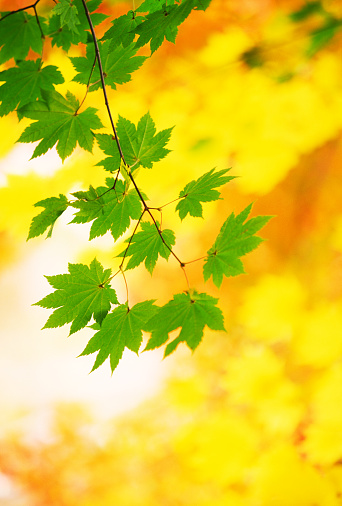 Falling oak leaves.