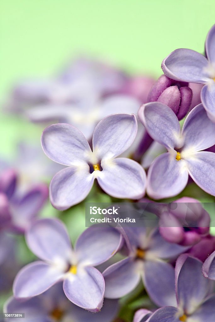 Lilak blossom - Zbiór zdjęć royalty-free (Lilak pospolity)