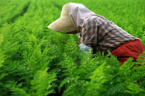 Growing organic leafy vegetables in open ground. View of farm field with rows of green lettuce on sunny spring day. Concept of healthy agricultural products