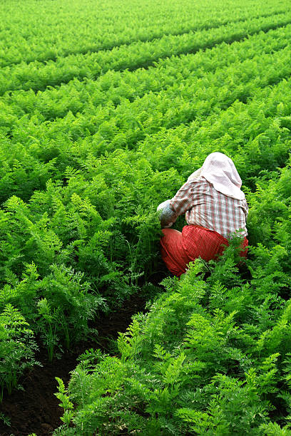 Female Farmer Working in Asian Crop Field stock photo