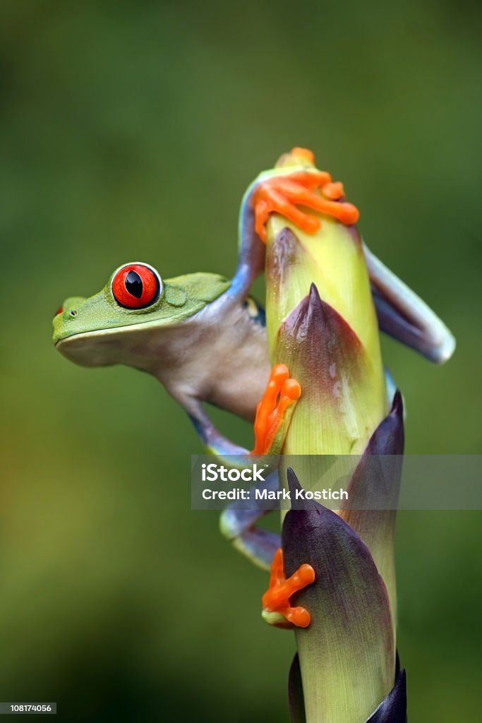 Vorher nachzudenken und dann zu handeln. - Lizenzfrei Frosch Stock-Foto