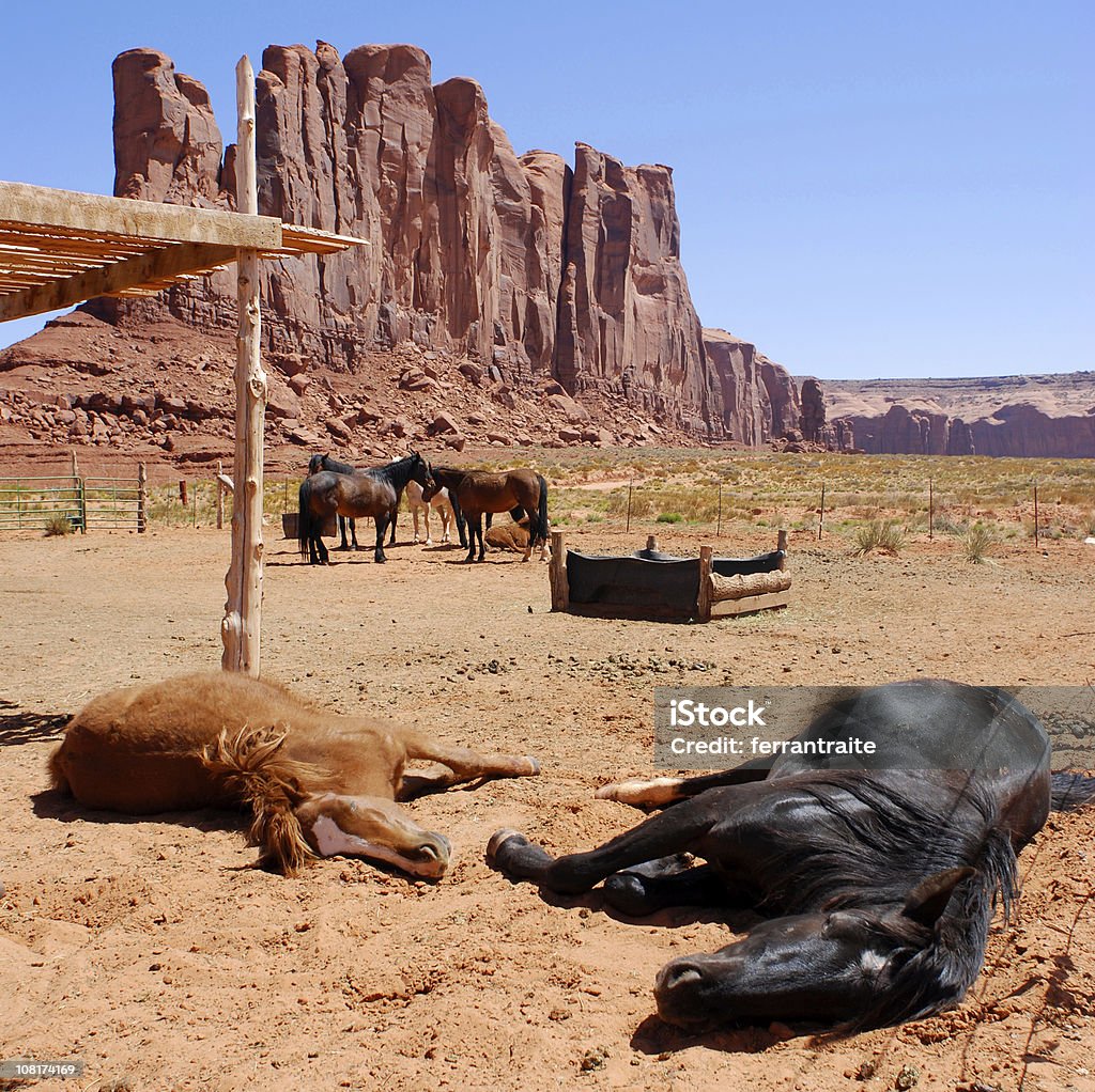 Dead de caballos - Foto de stock de Caballo - Familia del caballo libre de derechos