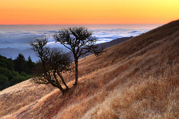 ローンツリーの夕暮れ - oak tree tree grass hdr ストックフォトと画像