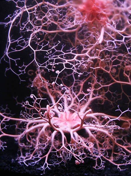 anemone di mare - sea anemone fractal tentacle sea foto e immagini stock