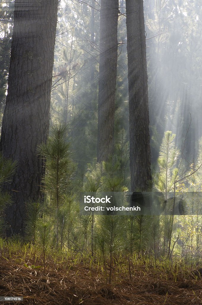 Mglisty las sosnowy rano - Zbiór zdjęć royalty-free (Bez ludzi)