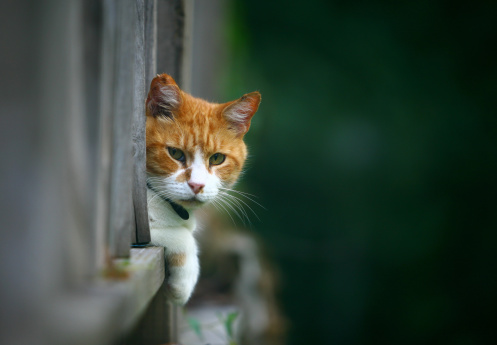 Cat looking through a fence, shallow focus on cats face.\n\n[url=http://www.istockphoto.com/search/lightbox/9688202][img]http://www.spxchrome.com/images/Cat_Lightbox.jpg [/img][/url]