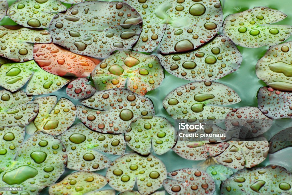 Water Lily Leaves  Backgrounds Stock Photo