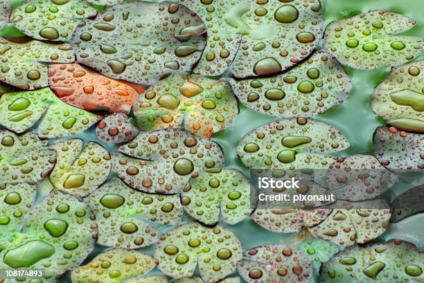 Листья Водяной Лилии — стоковые фотографии и другие картинки Без людей - Без людей, Влажный, Водяная лилия