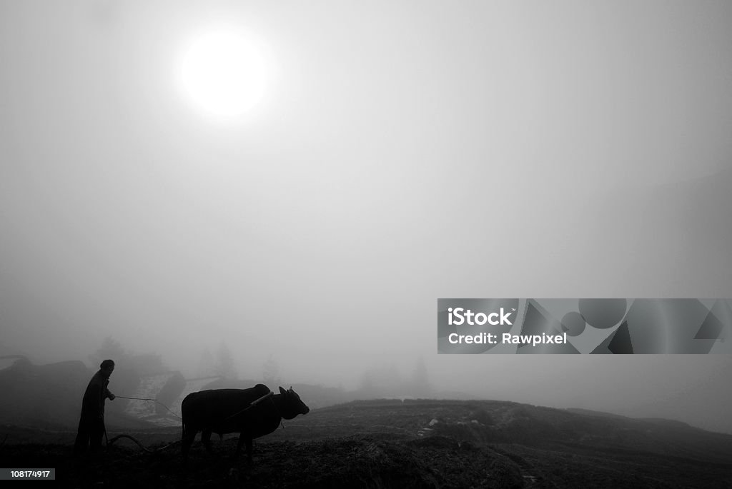 Chinês agricultor com Ox, preto e branco - Foto de stock de Adulto royalty-free