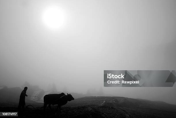 Foto de Chinês Agricultor Com Ox Preto E Branco e mais fotos de stock de Adulto - Adulto, Agricultor, Agricultura
