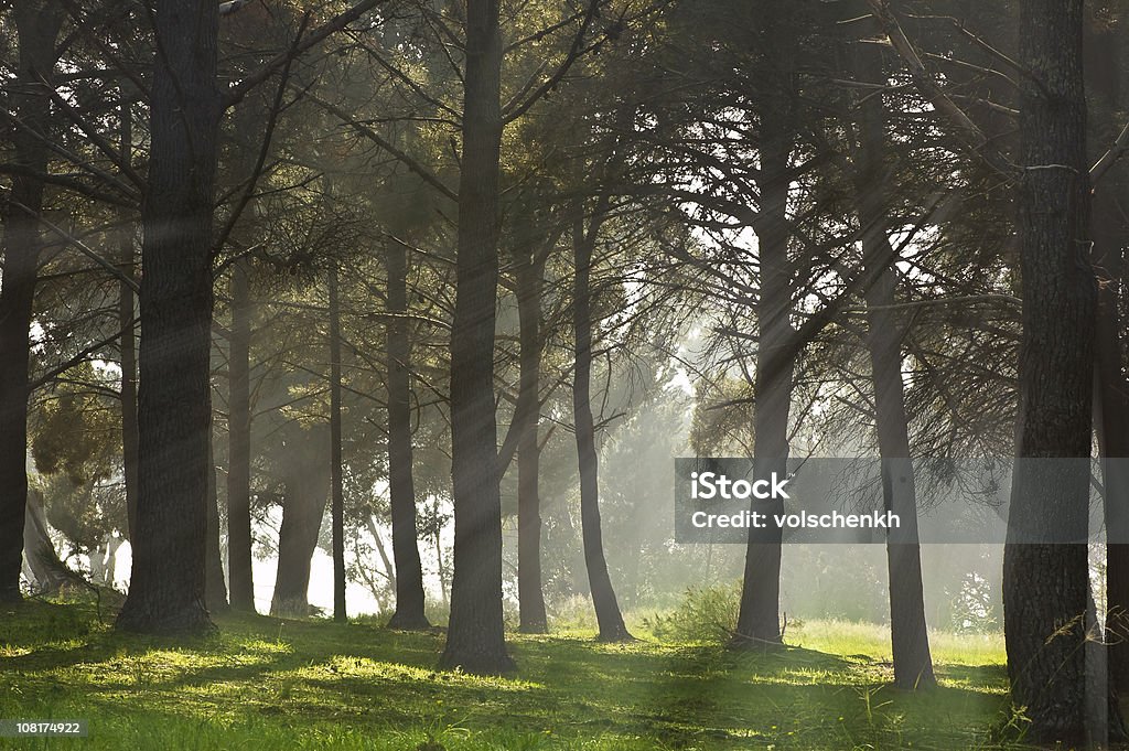 Туманный хвойный Лес - Стоковые фото Без людей роялти-фри