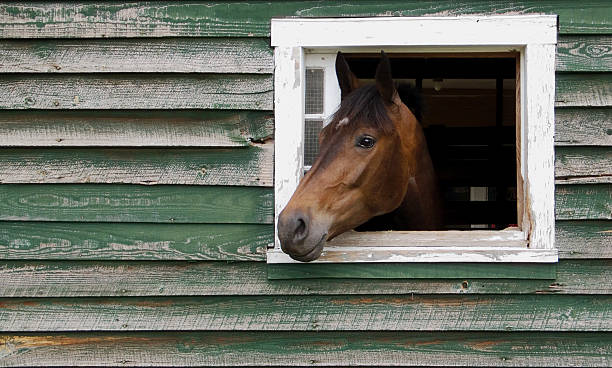Horse Sticking Head Out of Stable Window stock photo