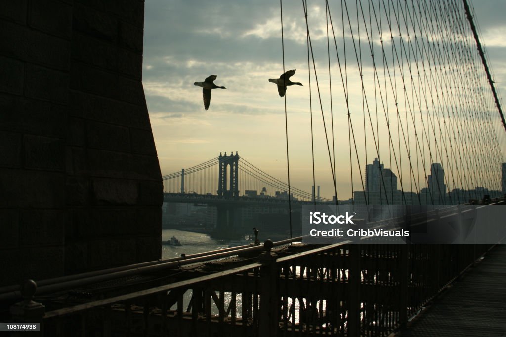 Silhouette d'oies volant passé de Manhattan et Brooklyn Bridge - Photo de Oie - Oiseau des rivières libre de droits