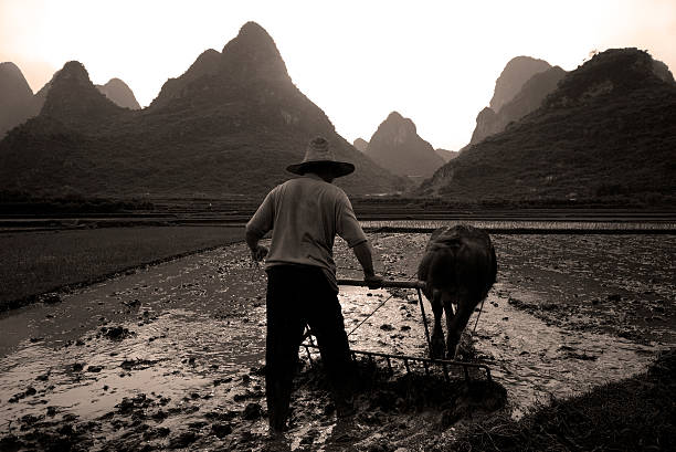 Traditional Asian farmer with ox.