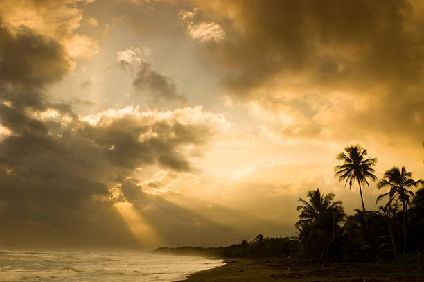 coconut palms at red sunset over tropic sea