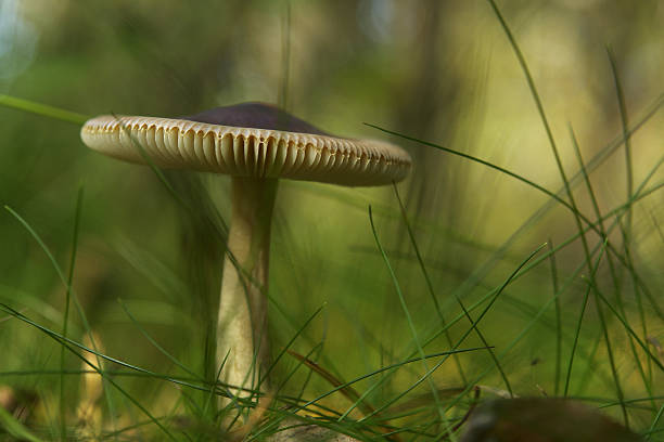 Fantasy mushrooms with hanging glowing lanterns in enchanted fairy forest, fairytale magical autumn landscape, mysterious natural background with deep dark wood.