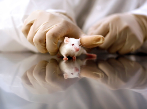 Manos del científico de sujeción blanco ratón photo