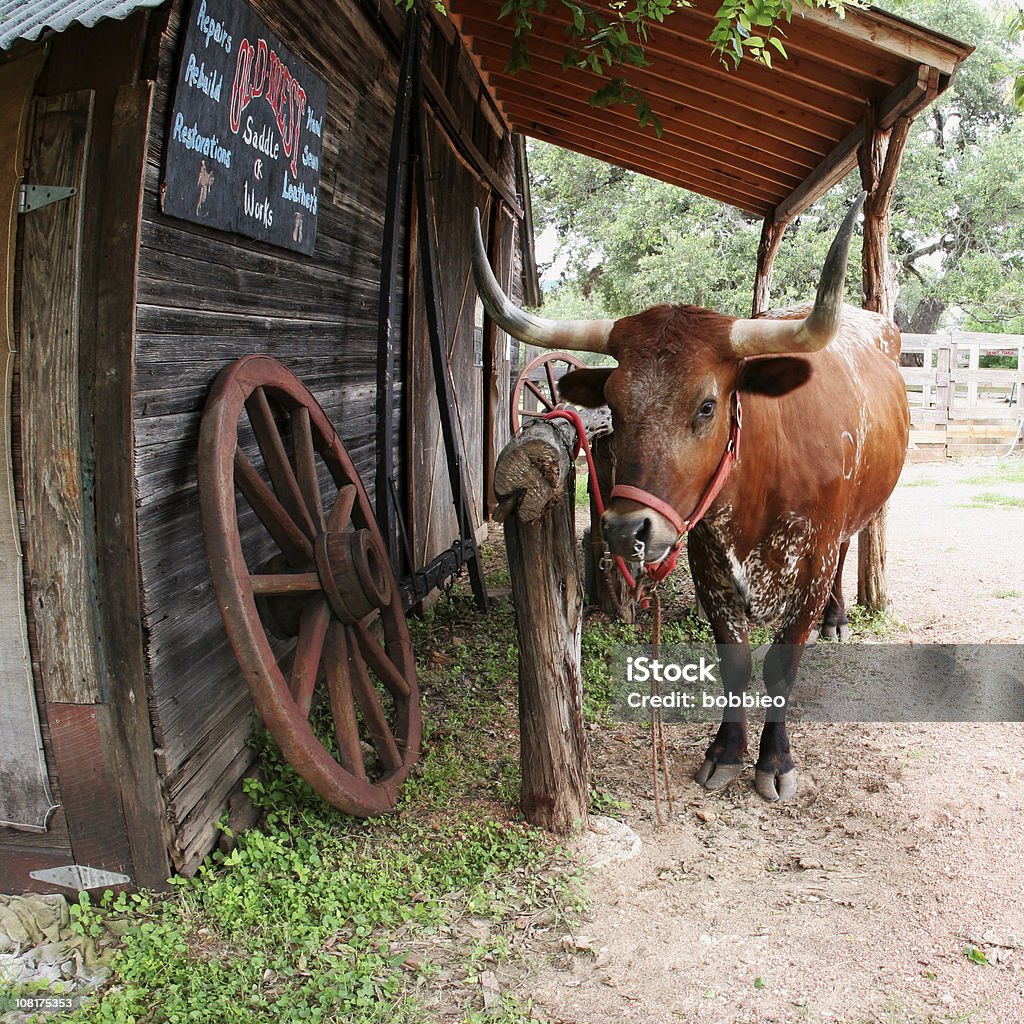 Gado Texas Longhorn Steer relacionados a muro Post no Ranch - Foto de stock de Gado royalty-free