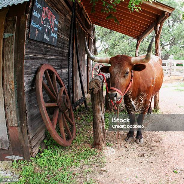 Foto de Gado Texas Longhorn Steer Relacionados A Muro Post No Ranch e mais fotos de stock de Gado