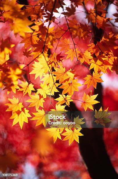 リーブズ秋オレンジ - イロハモミジのストックフォトや画像を多数ご用意 - イロハモミジ, カラー画像, 人物なし