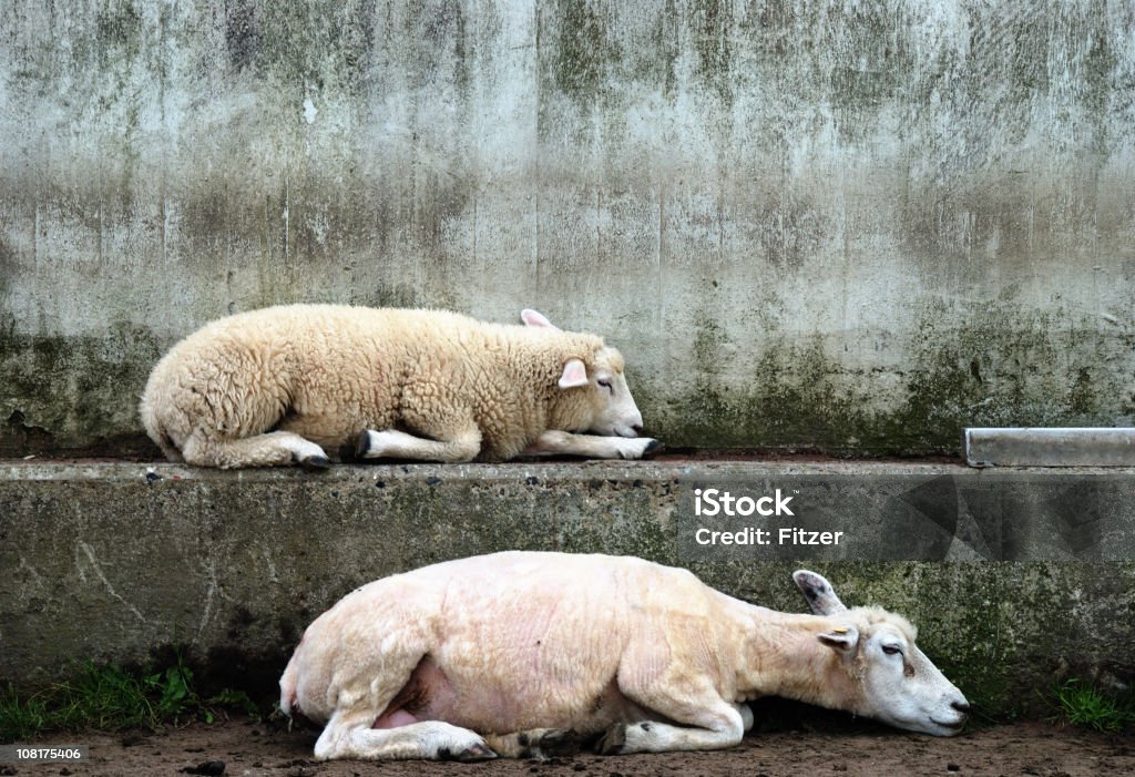 Two Sheep Sleeping on Concrete Wall  Humor Stock Photo