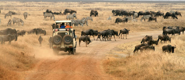 Safari Vehicle Looking at Herd of Wildebeest stock photo