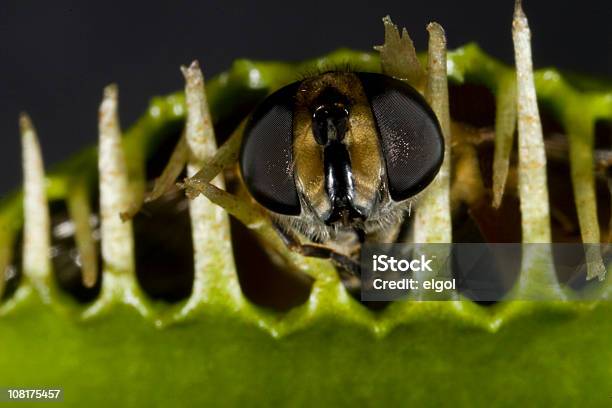 Closeup Of 곤충 낌 비너스의 Fly Trap에 있는 식충식물에 대한 스톡 사진 및 기타 이미지 - 식충식물, 파리지옥, 곤충