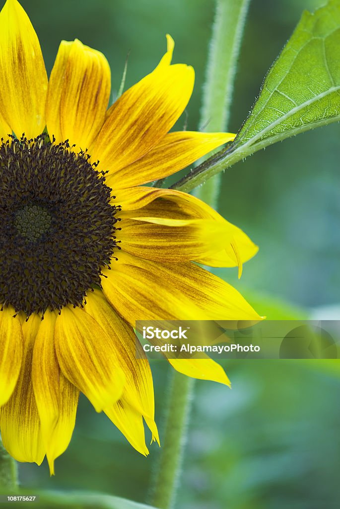 Indisches Sonnenblume-I - Lizenzfrei Blütenblatt Stock-Foto