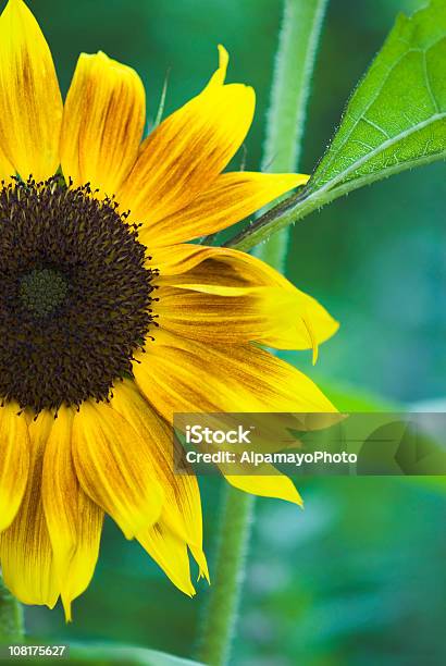 Indisches Sonnenblumei Stockfoto und mehr Bilder von Blütenblatt - Blütenblatt, Botanik, Einzelne Blume