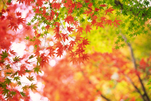 Bright vibrant fall maple leaves, red, orange, pink, purple, yellow and green.