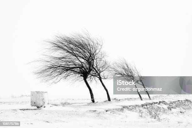 木は雪と風 - 風のストックフォトや画像を多数ご用意 - 風, 冬, 樹木