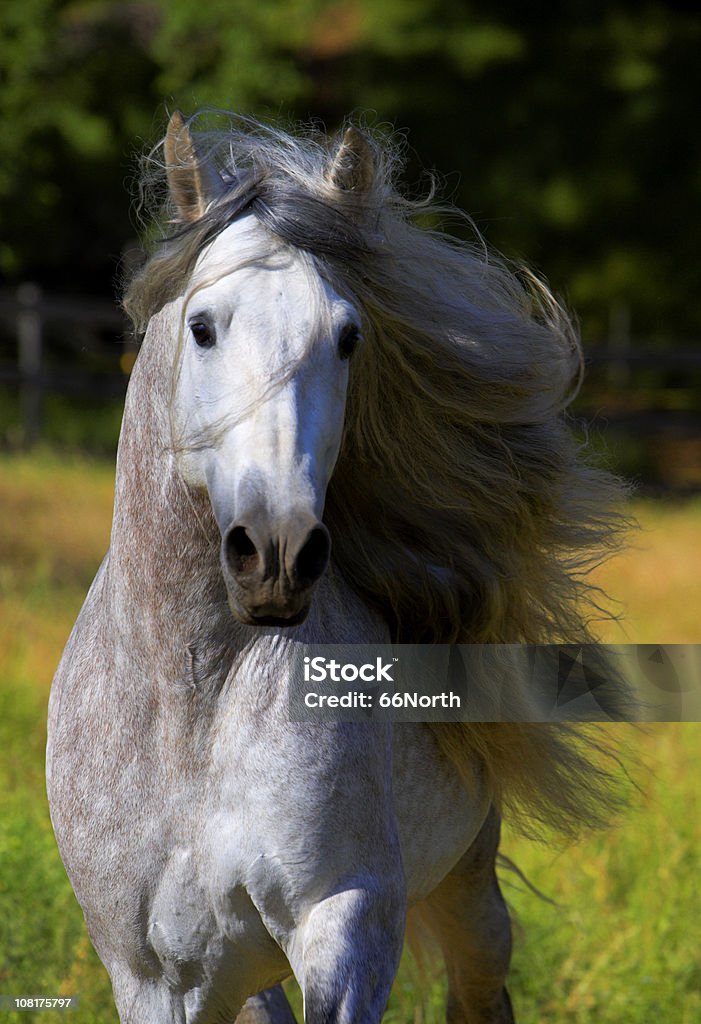 Retrato de caballo con melena Soplando en el viento Stallion Andalusian - Foto de stock de Caballo - Familia del caballo libre de derechos