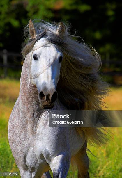Ritratto Di Cavallo Con Criniera Soffiare Nel Vento Stallone Andaluso - Fotografie stock e altre immagini di Cavallo - Equino