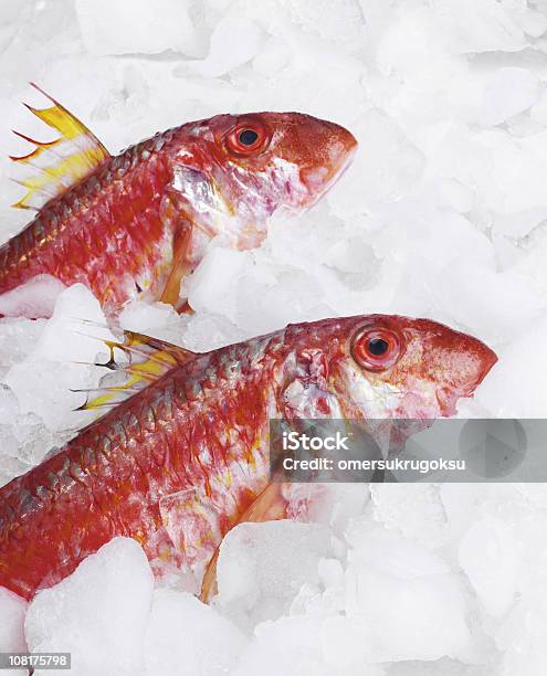 Pescado Crudo Foto de stock y más banco de imágenes de Hielo - Hielo, Aire libre, Alimento