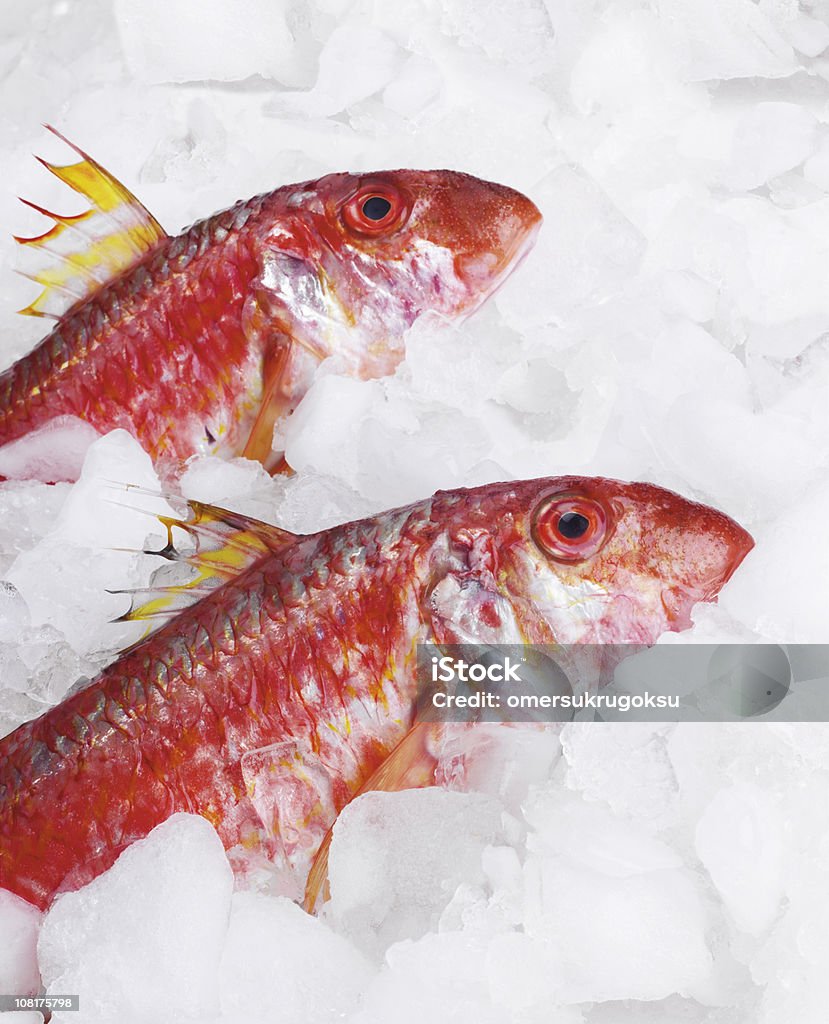 Nieprzetworzone ryby - Zbiór zdjęć royalty-free (Lód)